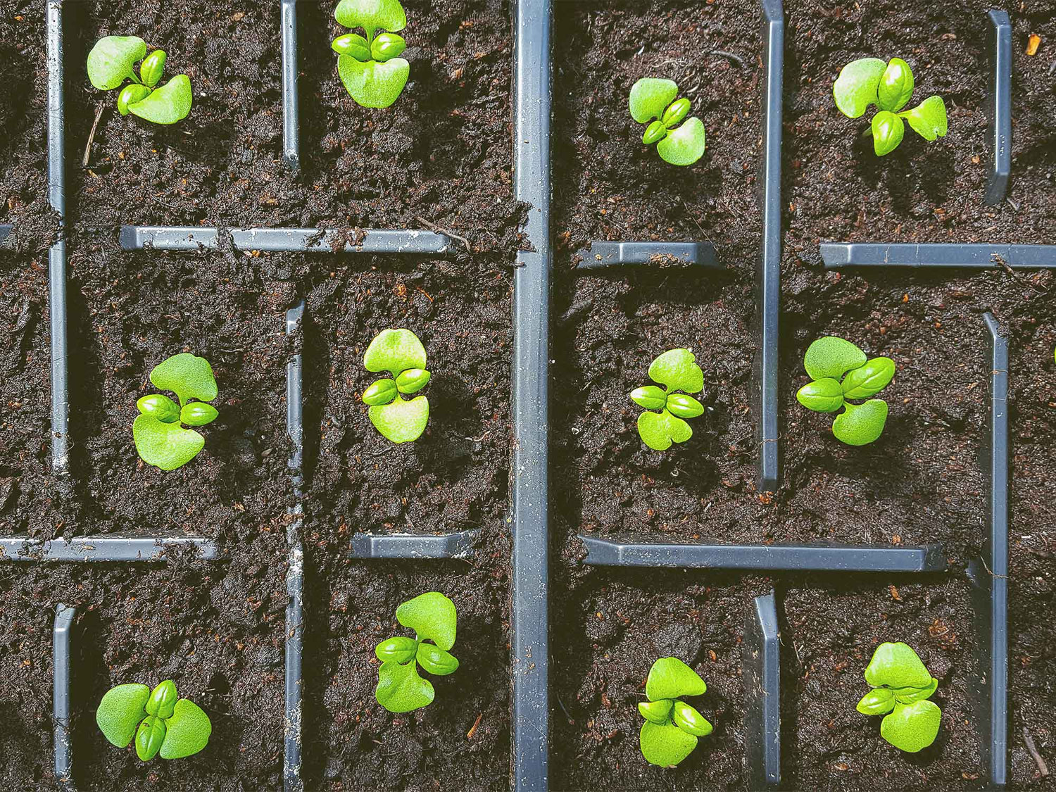 Planting & Caring for Basil
