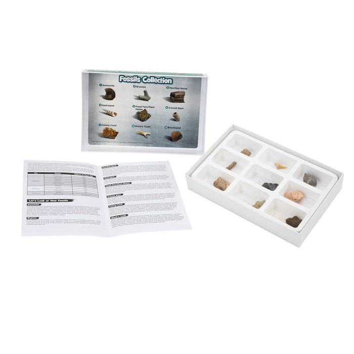 Educational Insights Fossil Collection