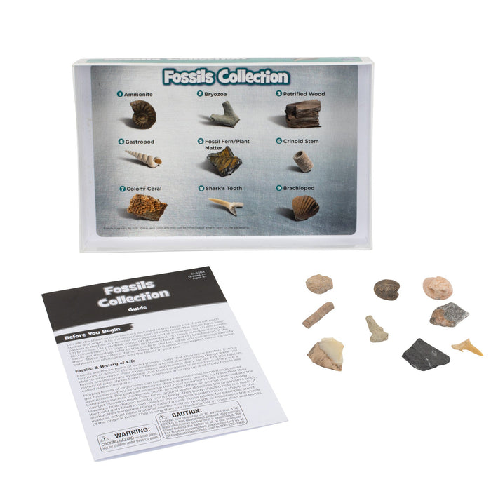 Educational Insights Fossil Collection