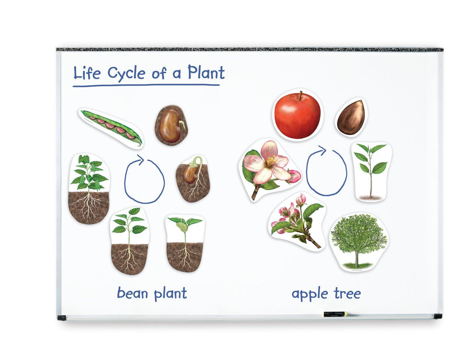 Learning Resources Giant Magnetic Plant Life Cycle